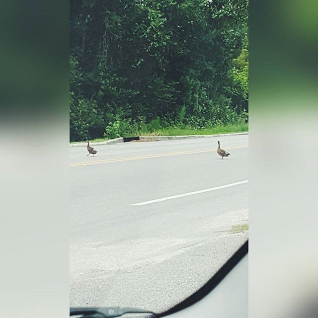 animal themes, one animal, wildlife, tree, bird, animals in the wild, full length, flying, sunlight, day, one person, outdoors, mid-air, street, nature, side view, road, walking, shadow