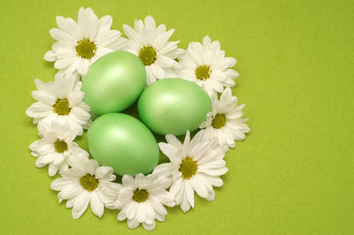 High angle view of flowers