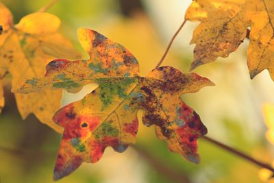 Close-up of maple leaves on plant