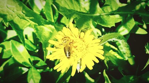 Close-up of fly on yellow flower