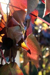 Close-up of leaves against blurred background