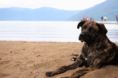 Close-up of dog at beach against sky