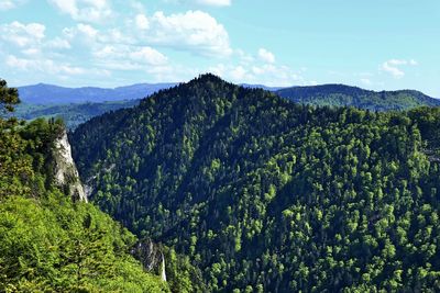 Scenic view of forest against sky