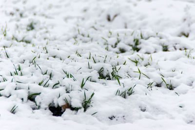 Full frame shot of snow covered field