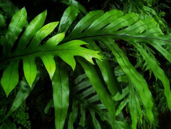 High angle view of fresh green leaves