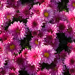 High angle view of pink flowering plants