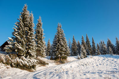 Pine trees on snowcapped field against clear blue sky