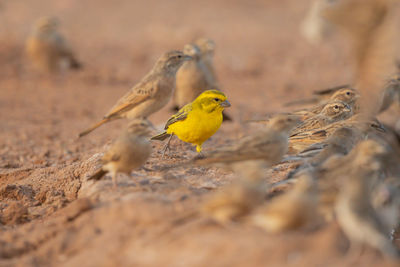 Close-up of birds perching on land