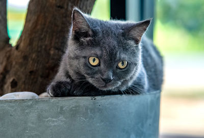 Close-up portrait of a cat