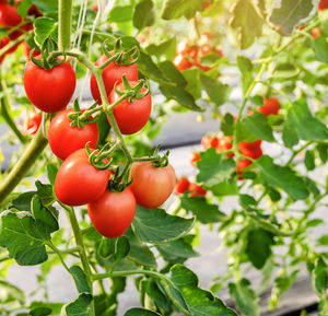 Close-up of red berries growing on plant