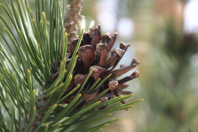 Close-up of pine cone on tree
