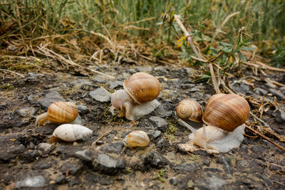 Close-up of snail on ground