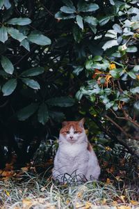 Cat sitting on field