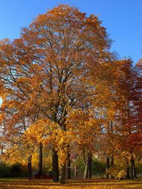 Scenic view of autumn trees