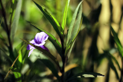 plant