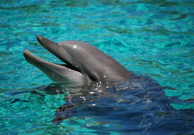 Close-up of dolphin swimming in sea