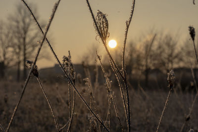 Close-up of stalks in field against sunset