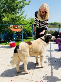 Woman petting dog while standing at backyard during sunny day