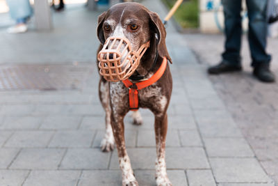German shorthaired pointer dog in a muzzle and on a leash stands on the street near the owner 