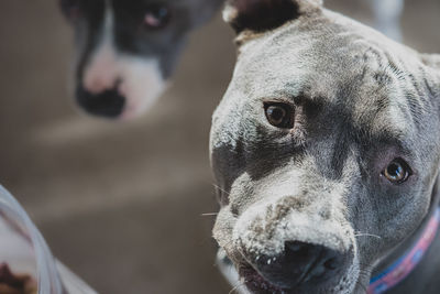 Close up of a pitbull puppy looking at you with older dog watching in background