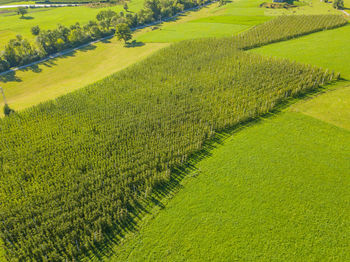 Scenic view of farm