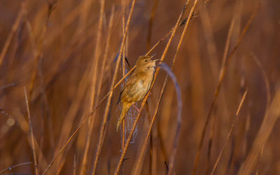 Close-up of bird perching on dry plant