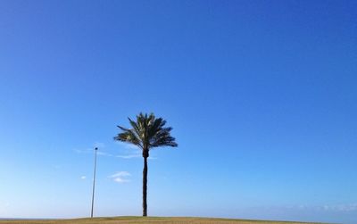 Palm trees against clear blue sky