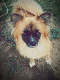 High angle portrait of dog