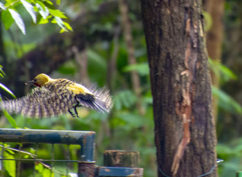 Bird perching on a tree