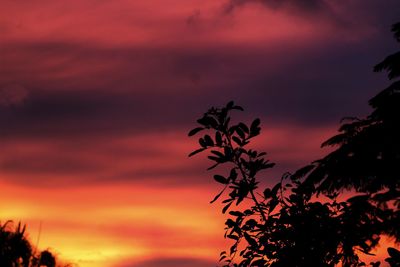 Silhouette of trees at sunset