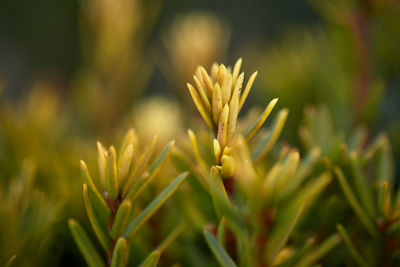 Close-up of plant growing on field