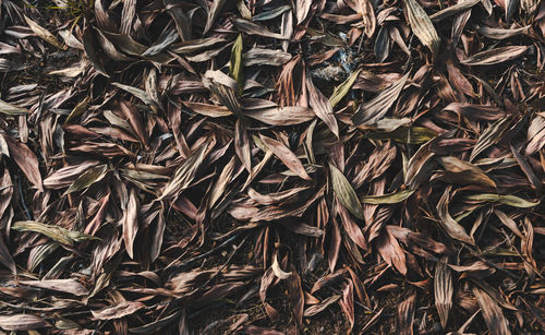 Full frame shot of dried plant