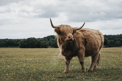 Front view of the highland cattle standing in a field inside the new forest park in dorset, uk.
