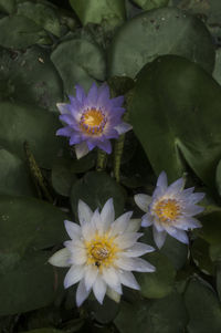 Close-up of white flower