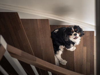 High angle portrait of dog at home