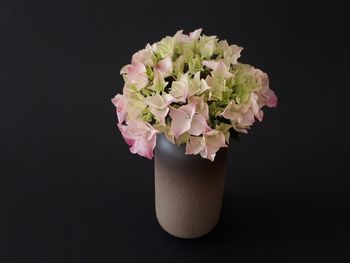 Close-up of pink flowering plant in vase against black background