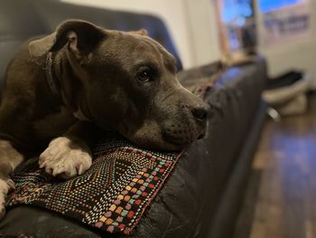 Close-up of a dog resting at home