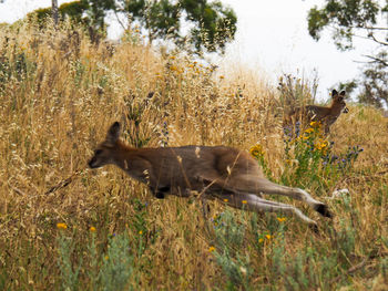 View of an animal on field