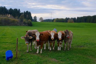 Cows  in a field