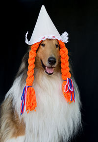 Close-up of dog against black background