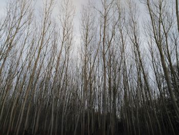 Full frame shot of trees against sky during winter