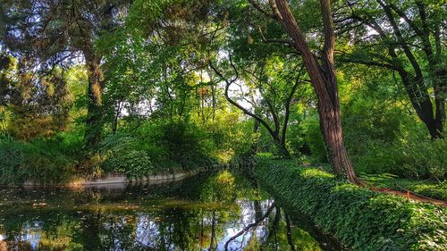 Trees by lake in forest