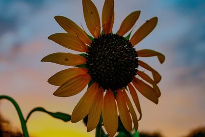 Close-up of yellow coneflower blooming outdoors