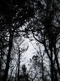 Low angle view of trees