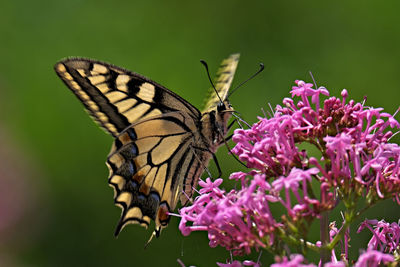 Close-up of butterfly pollinating on pink flower