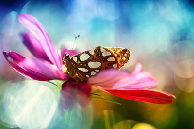 Close-up of butterfly pollinating on pink flower