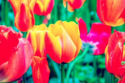 Close-up of red tulips