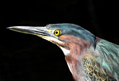 Close-up of bird