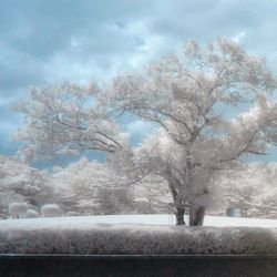 Low angle view of trees against sky