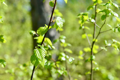 Close-up of fresh green leaves